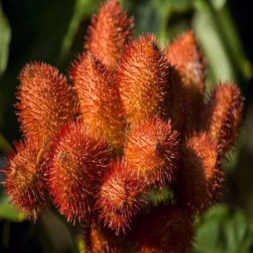 Semi di Annatto bio |Achiote [NATURADORIENTE]