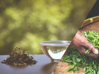 Tè verde o Tè bianco? Benefici e differenze e Consigli