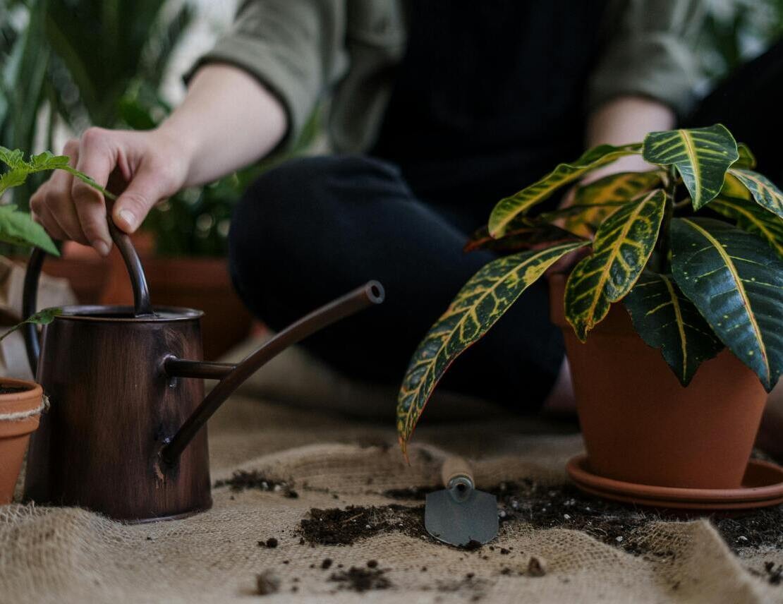 The most suitable infusions... for gardening and plant care